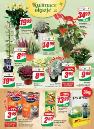 Gazetka promocyjna Dino - Gazetka - Gazetka - ważna od 24.08 do 24.08.2021 - strona 16 - produkty: Róża, Friskies, Bukiet