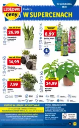 Gazetka promocyjna Lidl - GAZETKA - Gazetka - ważna od 30.03 do 30.03.2022 - strona 63 - produkty: Gry, Papier, Szal, Cień, Tera, Dada, Sukulent