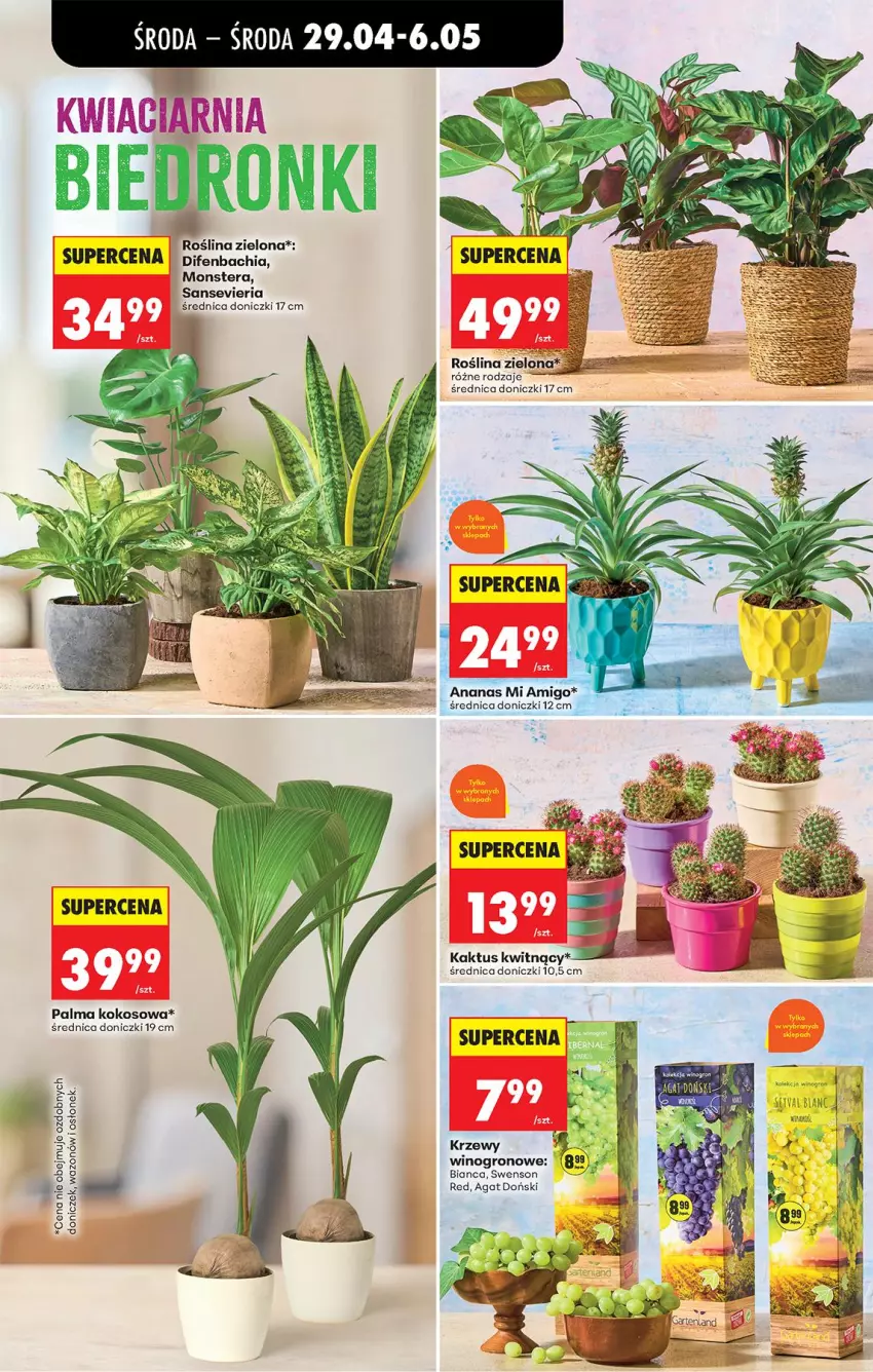 Gazetka promocyjna Biedronka - Od Środy - ważna 29.04 do 30.04.2026 - strona 49 - produkty: Ananas, Chia, Kaktus, Kokos, NBA, Palma, Pur, Tera, Wazon, Wino