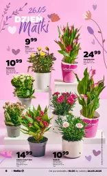 Gazetka promocyjna Netto - Od Poniedziałku - Gazetka - ważna od 24.05 do 24.05.2025 - strona 8 - produkty: Róża, Chia, Kalanchoe