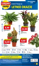 Gazetka promocyjna Lidl - GAZETKA - Gazetka - ważna od 15.06 do 15.06.2022 - strona 63 - produkty: Por, Gry, Papier, Kaktus, Kret, Portal, Bukiet
