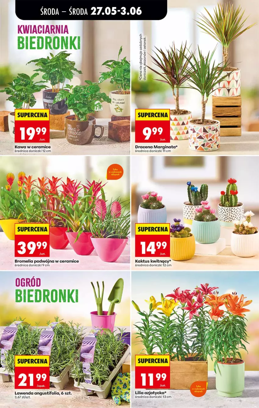 Gazetka promocyjna Biedronka - Od Środy - ważna 27.05 do 28.05.2026 - strona 68 - produkty: Bromelia, Gin, Kaktus, Kawa, Ser, Wazon