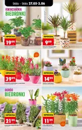 Gazetka promocyjna Biedronka - Od Środy - Gazetka - ważna od 28.05 do 28.05.2026 - strona 68 - produkty: Ser, Gin, Kaktus, Kawa, Wazon, Bromelia