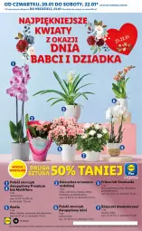 Gazetka promocyjna Lidl - GAZETKA - Gazetka - ważna od 23.01 do 23.01.2022 - strona 12 - produkty: Kalanchoe, Storczyk