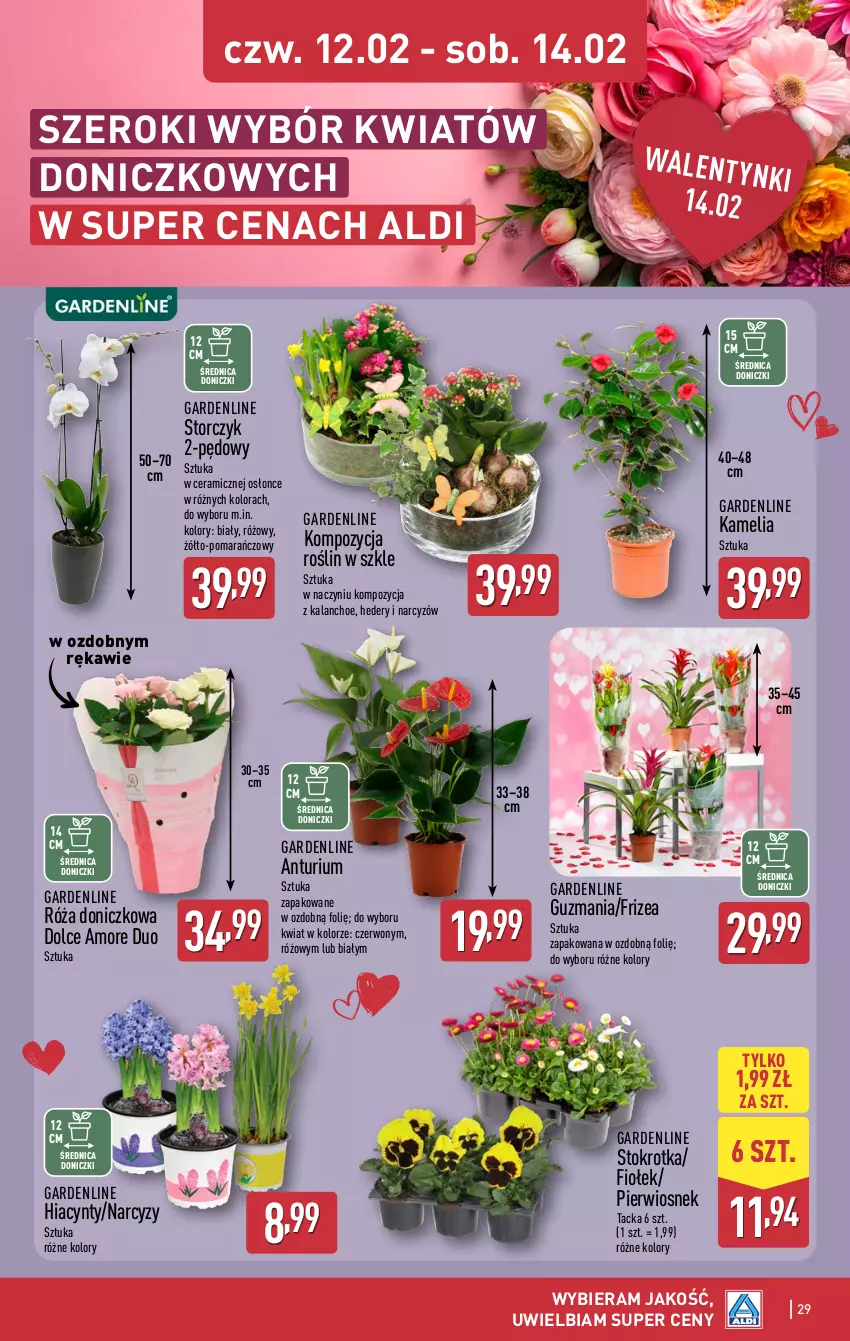 Gazetka promocyjna Aldi - Pełna oferta - ważna 09.02 do 14.02.2026 - strona 29 - produkty: Hiacynt, Kalanchoe, Narcyz, Róża, Storczyk