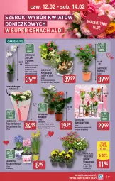 Gazetka promocyjna Aldi - Pełna oferta - Gazetka - ważna od 14.02 do 14.02.2026 - strona 29 - produkty: Hiacynt, Róża, Kalanchoe, Storczyk, Narcyz