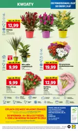 Gazetka promocyjna Lidl - GAZETKA - Gazetka - ważna od 31.07 do 31.07.2024 - strona 46 - produkty: Sok, Por, Gra, Gerber, Chryzantema, Cień, O nas, Mola, Bukiet