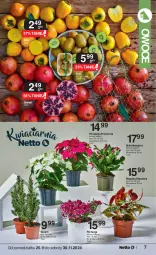 Gazetka promocyjna Netto - Od Poniedziałku - Gazetka - ważna od 30.11 do 30.11.2024 - strona 7 - produkty: Gra, Poinsecja, Granat, Szlumbergera, Kaki, Kiwi, Owoce