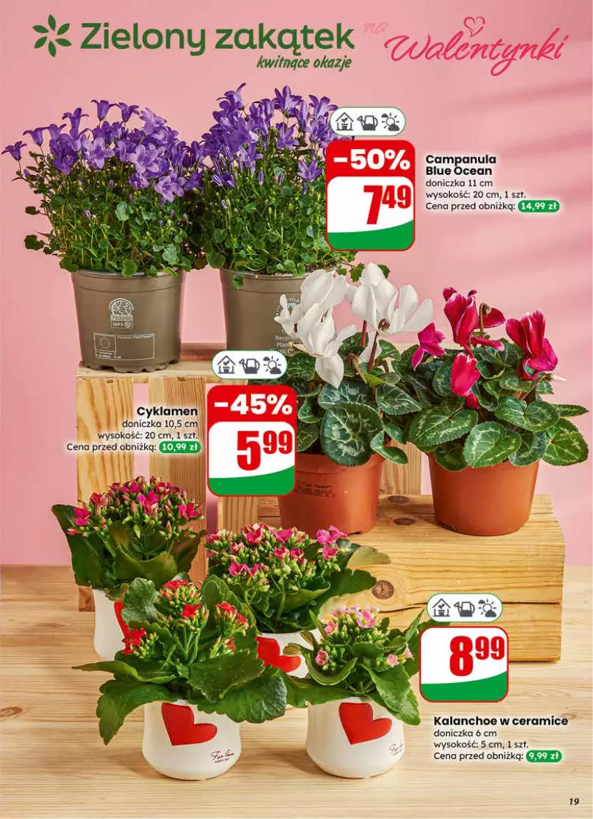 Gazetka promocyjna Dino - Gazetka 07 / 2026 - ważna 11.02 do 17.02.2026 - strona 19 - produkty: Campanula, Cyklamen, Kalanchoe, Sok