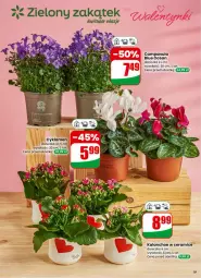 Gazetka promocyjna Dino - Gazetka 07 / 2026 - Gazetka - ważna od 17.02 do 17.02.2026 - strona 19 - produkty: Campanula, Sok, Cyklamen, Kalanchoe
