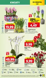 Gazetka promocyjna Lidl - GAZETKA - Gazetka - ważna od 05.01 do 05.01.2024 - strona 43 - produkty: Sok, Por, Hiacynt, Cień, O nas, Storczyk, Bukiet, Narcyz