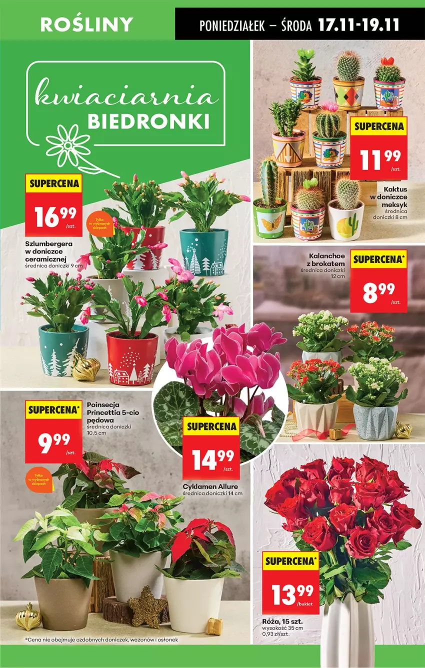 Gazetka promocyjna Biedronka - Od Poniedziałku - ważna 17.11 do 22.11.2025 - strona 25 - produkty: Cyklamen, Kalanchoe, Poinsecja, Róża, Sok, Szlumbergera, Wazon