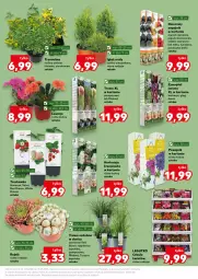 Gazetka promocyjna Kaufland - Kaufland - Gazetka - ważna od 13.05 do 13.05.2026 - strona 11 - produkty: Sok, Por, Dereń, Gres, Miska