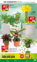 Gazetka promocyjna Delikatesy Centrum - NOWA GAZETKA Delikatesy Centrum od 22 lutego! 22-28.02.2024 - Gazetka - ważna od 28.02 do 28.02.2024 - strona 13 - produkty: Sok, Tera, Bukiet