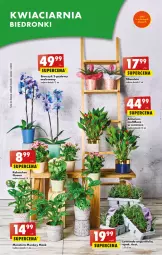 Gazetka promocyjna Biedronka - Gazetka - ważna od 24.05 do 24.05.2023 - strona 21 - produkty: Kalanchoe, Tera, Wazon, Storczyk