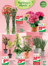 Gazetka promocyjna Dino - Gazetka 24 / 2024 - Gazetka - ważna od 18.06 do 18.06.2024 - strona 51 - produkty: Sok, Kalanchoe, Bukiet