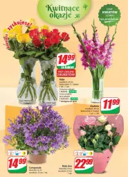 Gazetka promocyjna Dino - Gazetka 29 / 2024 - Gazetka - ważna od 23.07 do 23.07.2024 - strona 50 - produkty: Sok, Róża, Bukiet