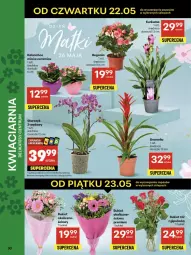 Gazetka promocyjna Delikatesy Centrum - Franczyza DC21 Czwartek - Gazetka - ważna od 28.05 do 28.05.2025 - strona 30 - produkty: Kurkuma, Rum, Koc, Kalanchoe, Storczyk, Bromelia, Bukiet