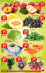Gazetka promocyjna PoloMarket - Gazetka pomocyjna - Gazetka - ważna od 20.07 do 20.07.2021 - strona 7 - produkty: Piec, Sałata lodowa, Kalanchoe, Laur, Sałat, Grunt, Ogród, Melon, Jabłka
