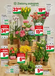 Gazetka promocyjna Dino - Gazetka - ważna od 07.04 do 07.04.2026 - strona 58 - produkty: Sos, Sok, Ser, Tulipan, Storczyk, Bukiet, Fa