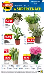 Gazetka promocyjna Lidl - GAZETKA - Gazetka - ważna od 22.02 do 22.02.2023 - strona 61 - produkty: Sok, Por, NBA, Tulipan, Chia, Cień, O nas, Bukiet