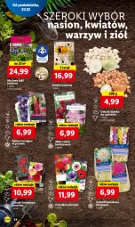 Gazetka promocyjna Lidl - GAZETKA - Gazetka - ważna od 22.02 do 22.02.2023 - strona 62 - produkty: Cebula