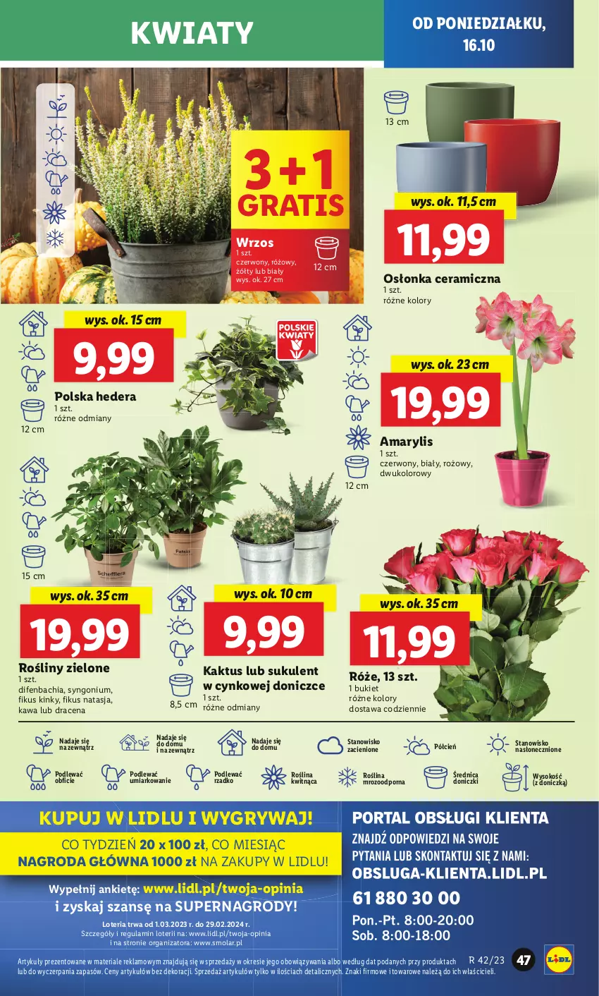 Gazetka promocyjna Lidl - GAZETKA - ważna 16.10 do 18.10.2023 - strona 57 - produkty: Amarylis, Bukiet, Chia, Cień, Cynk, Fa, Gra, Gry, Kaktus, Kawa, Mola, NBA, O nas, Osłonka, Por, Sok, Sukulent