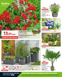 Gazetka promocyjna Leroy Merlin - Gazetka Leroy Merlin - Gazetka - ważna od 09.05 do 09.05.2023 - strona 4 - produkty: Rum, Por, Gra, Borówka, Borówka amerykańska, Kosz, Wózek, Nawóz