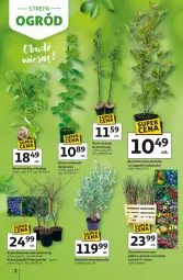 Gazetka promocyjna Auchan - Strefa Ogród Hipermarket - Gazetka - ważna od 04.04 do 04.04.2026 - strona 2 - produkty: Borówka, Borówka amerykańska, Jagody, Jeżyny, Maliny, Wino, Fa