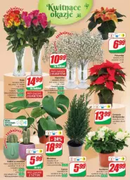 Gazetka promocyjna Dino - Gazetka - ważna od 28.11 do 28.11.2023 - strona 15 - produkty: Sok, Kaktus, Gwiazda, Tera, Bukiet
