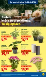Gazetka promocyjna Lidl - Gazetka ważna od 15.06 do 17.06 - Gazetka - ważna od 17.06 do 17.06.2026 - strona 97 - produkty: Gerber, Wazon, Bukiet