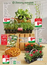 Gazetka promocyjna Dino - Gazetka 15 / 2026 - Gazetka - ważna od 14.04 do 14.04.2026 - strona 53 - produkty: Cebula, Kalafior, Sok, Por, Pietruszka, Sałat, Nektarynka, Nektar