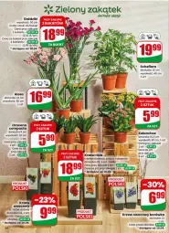 Gazetka promocyjna Dino - Gazetka 15 / 2026 - Gazetka - ważna od 14.04 do 14.04.2026 - strona 54 - produkty: Sok, Borówka, Róża, Kalanchoe, Bukiet