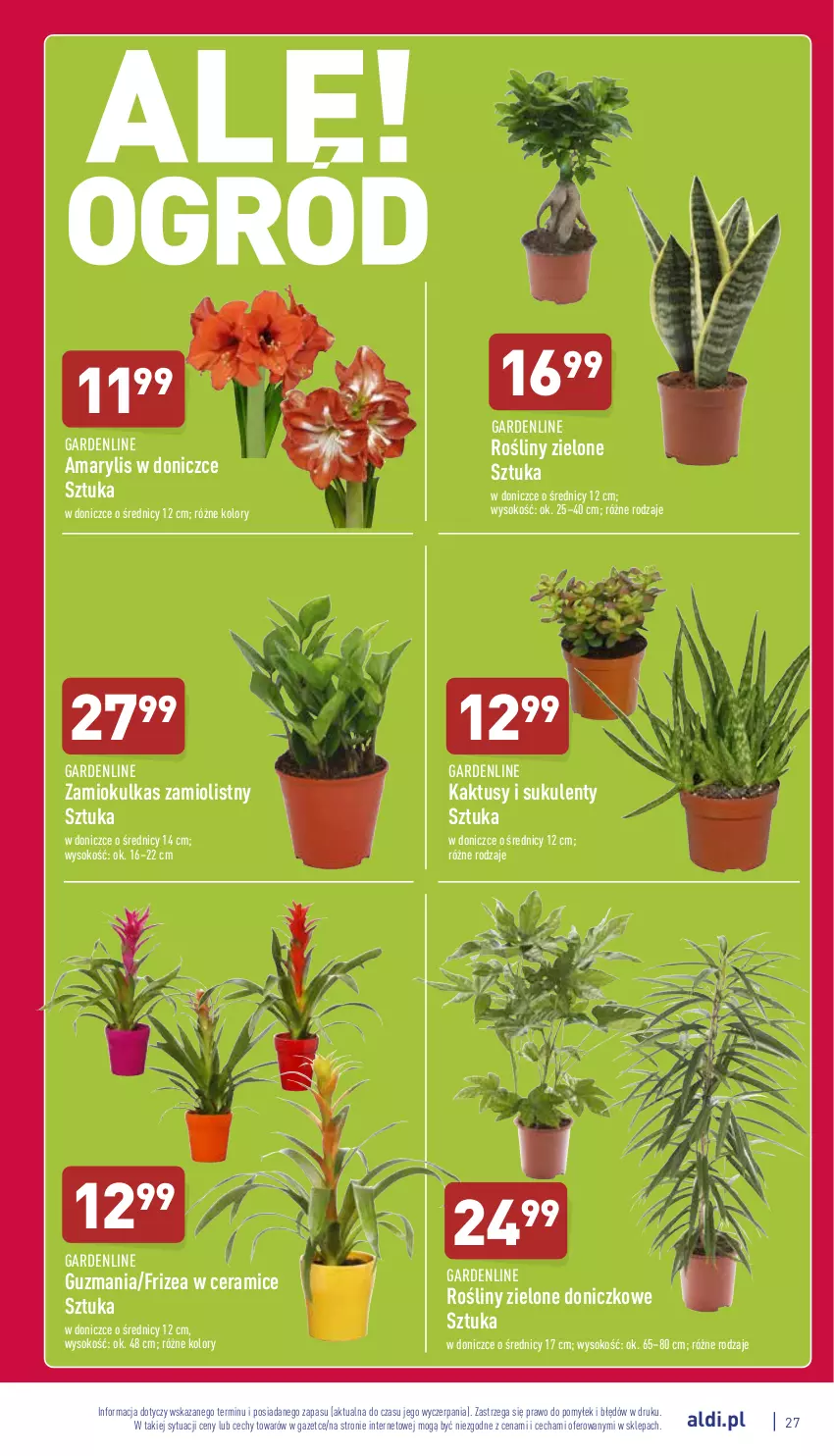 Gazetka promocyjna Aldi - Katalog spożywczy - ważna 17.01 do 22.01.2022 - strona 27 - produkty: Amarylis, Kaktus, Sok, Sukulent