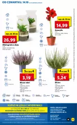 Gazetka promocyjna Lidl - GAZETKA - Gazetka - ważna od 17.10 do 17.10.2021 - strona 55 - produkty: Sok, Por, Gry, Amarylis, Cień, Kawa, O nas, Mola, Ogród