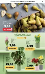 Gazetka promocyjna Netto - Artykuły spożywcze - Gazetka - ważna od 04.02 do 04.02.2023 - strona 5 - produkty: Hiacynt, Narcyz