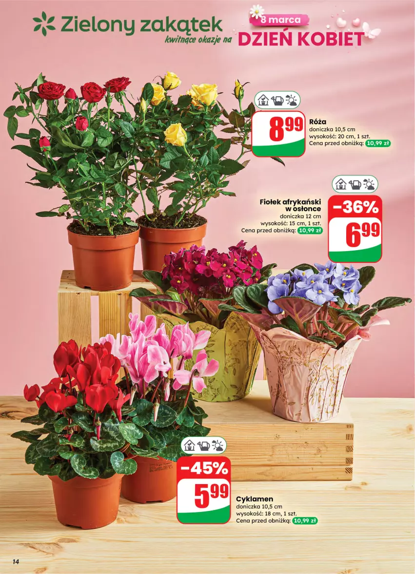 Gazetka promocyjna Dino - Gazetka 10 / 2026 - ważna 04.03 do 10.03.2026 - strona 14 - produkty: Cyklamen, Róża, Sok