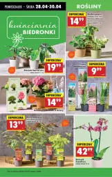Gazetka promocyjna Biedronka - Od Poniedziałku - Gazetka - ważna od 03.05 do 03.05.2025 - strona 3 - produkty: Wazon
