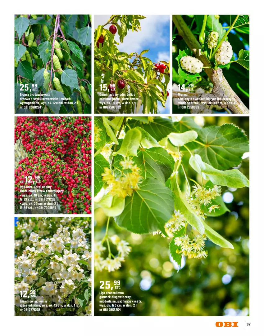 Gazetka promocyjna Obi - Gazetka OBI - ważna 16.03 do 31.08.2026 - strona 97 - produkty: Dereń, Oral B, Owoce, Pigwowiec
