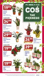 Gazetka promocyjna Aldi - Pełny katalog - Gazetka - ważna od 11.12 do 11.12.2022 - strona 27 - produkty: Sok, Kask, Storczyk