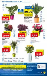 Gazetka promocyjna Lidl - GAZETKA - Gazetka - ważna od 28.07 do 28.07.2021 - strona 55 - produkty: Sok, Pur, Gry, Cień, O nas, Tera, Mola, Bukiet