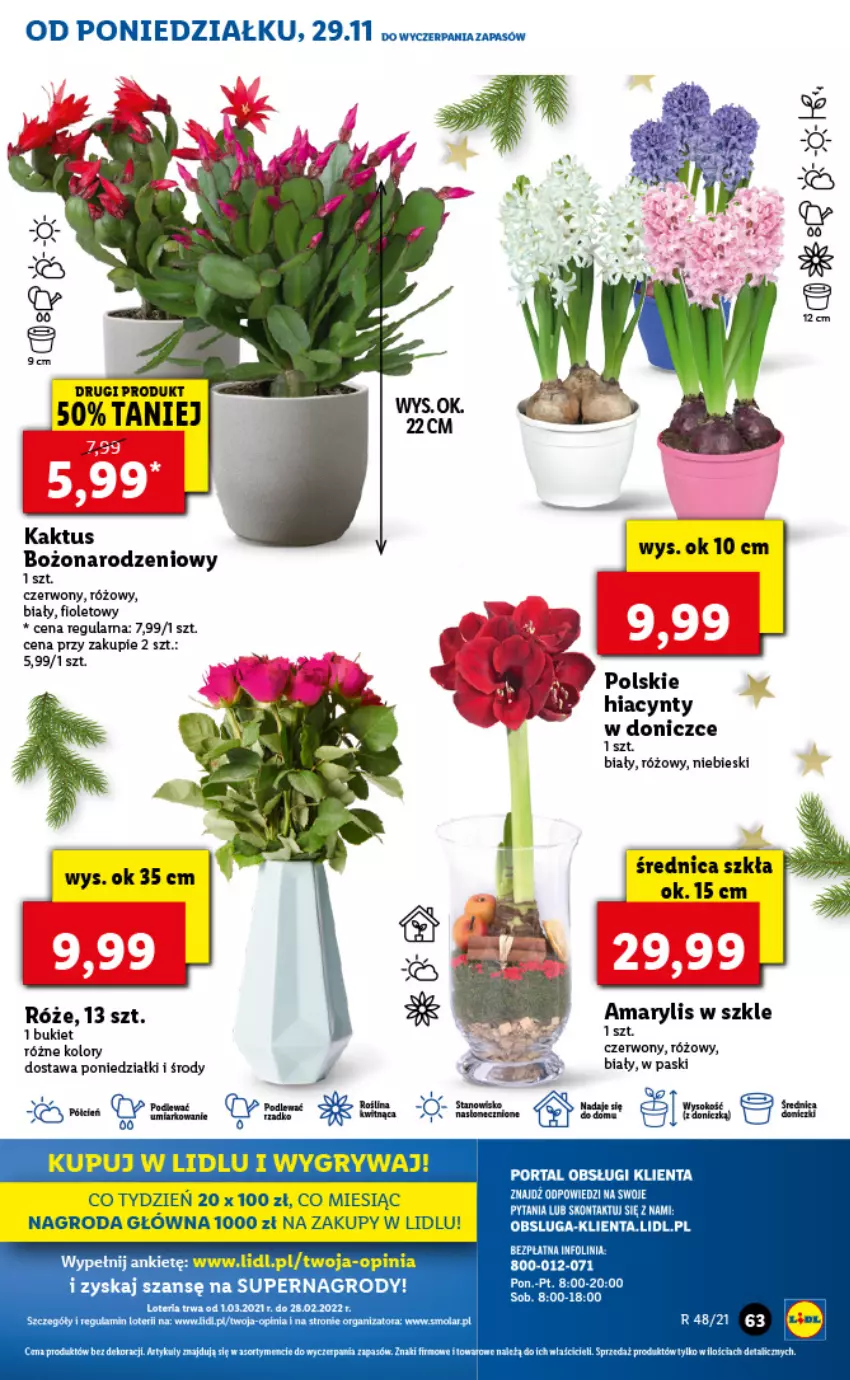 Gazetka promocyjna Lidl - GAZETKA - ważna 29.11 do 01.12.2021 - strona 63 - produkty: Amarylis, Bukiet, Fa, Gry, Hiacynt, Kaktus, Mola