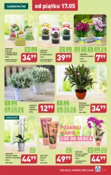 Gazetka promocyjna Aldi - Pełna oferta - Gazetka - ważna od 18.05 do 18.05.2024 - strona 23 - produkty: Sok, Ser, Kalanchoe, Storczyk, Flora