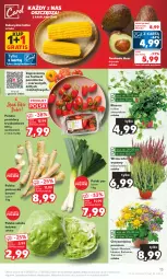Gazetka promocyjna Kaufland - Gazetka tygodnia - Gazetka - ważna od 23.08 do 23.08.2023 - strona 13 - produkty: Por, Gra, Pietruszka, Sałata lodowa, Chryzantema, Sałat, Grunt, Pomidory, Kukurydza