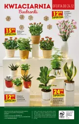 Gazetka promocyjna Biedronka - W tym tygodniu - Gazetka - ważna od 24.12 do 24.12.2021 - strona 8 - produkty: Kalanchoe, Wazon, Sukulent, Fa
