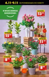 Gazetka promocyjna Biedronka - Od Poniedziałku - Gazetka - ważna od 09.11 do 09.11.2024 - strona 66 - produkty: Sok, Gerber, Róża, Kaktus, Kalanchoe, Wazon