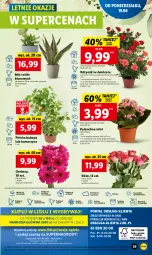 Gazetka promocyjna Lidl - GAZETKA - Gazetka - ważna od 21.06 do 21.06.2023 - strona 49 - produkty: Sok, Por, Gry, Gerber, Cień, O nas, Kalanchoe, Mola, Bukiet, Biuro