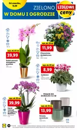 Gazetka promocyjna Lidl - GAZETKA - Gazetka - ważna od 17.09 do 17.09.2022 - strona 46 - produkty: Cyklamen, Chryzantema, Storczyk, Flora, Osłonka