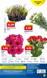 Gazetka promocyjna Lidl - GAZETKA - Gazetka - ważna od 17.09 do 17.09.2022 - strona 47 - produkty: Sok, Por, Gry, Gerber, Cień, O nas, Mola, Bukiet