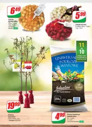 Gazetka promocyjna Dino - Gazetka 8 - Gazetka - ważna od 27.02 do 27.02.2024 - strona 45 - produkty: Cebula